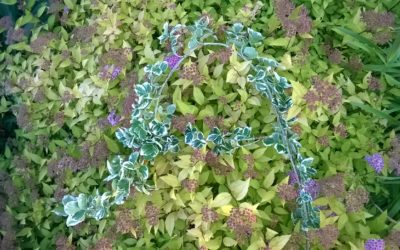 Przyrodnicze abecadło – zielnik fotograficzny