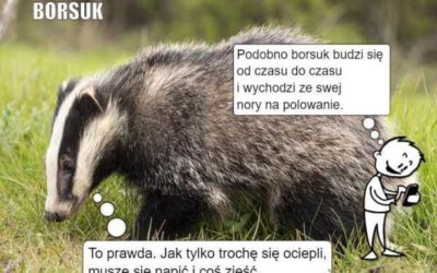 Zwierzęta, które zapadają w sen zimowy – kreatywna prezentacja